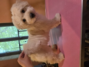 Bichon Havanese szines kiskutyusok keresik az igazit - kép 2