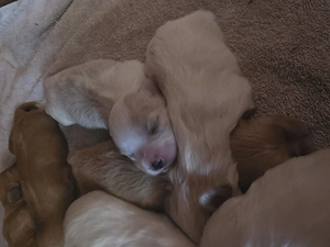Bichon Havanese szines kiskutyusok keresik az igazit - kép 4