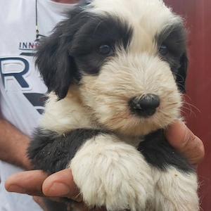 Bobtail kiskutyák eladók!