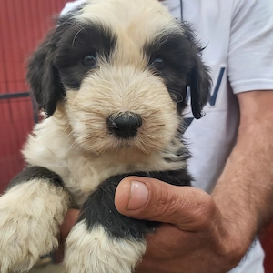 Bobtail kiskutyák eladók! - kép 4
