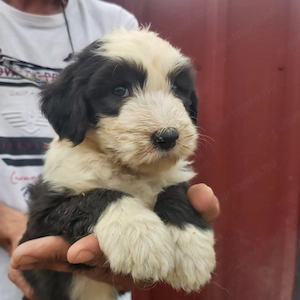 Bobtail kiskutyák eladók! - kép 3