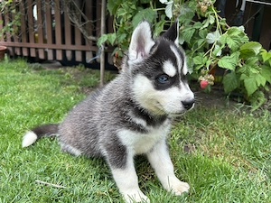 Kék szemű Szibériai husky - kép 4