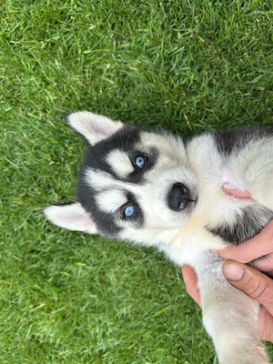 Kék szemű Szibériai husky