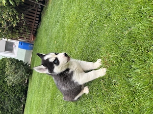 Kék szemű Szibériai husky - kép 3