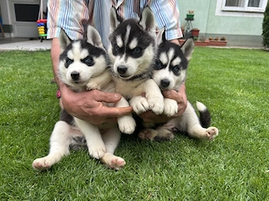 Kék szemű Szibériai husky - kép 2
