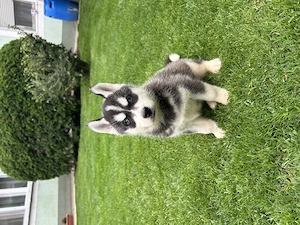 Kék szemű Szibériai husky - kép 5