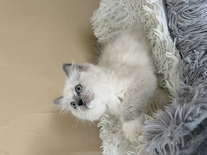 Blue mitted Törzskönyves Ragdoll kislány - kép 4