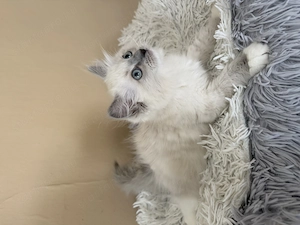 Blue mitted Törzskönyves Ragdoll kislány - kép 3
