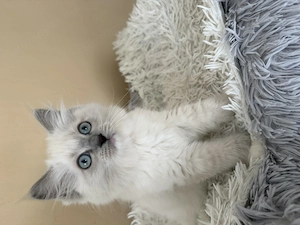 Blue mitted Törzskönyves Ragdoll kislány - kép 2