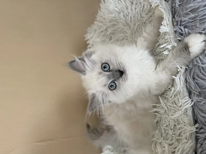 Blue mitted Törzskönyves Ragdoll kislány