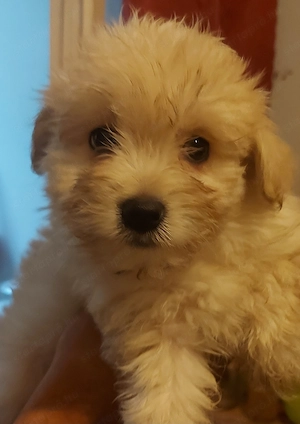 Bichon Havanese 8 hetes kisfiúk - kép 3