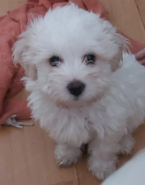  3 szeretnivaló Bichon Havanese kisfiú várja új, szerető otthonát!    - kép 2