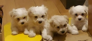  3 szeretnivaló Bichon Havanese kisfiú várja új, szerető otthonát!   