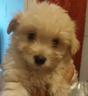  3 szeretnivaló Bichon Havanese kisfiú várja új, szerető otthonát!    - kép 4