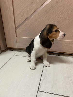 Beagle kisfiú kiskutyák keresik szerető családjukat - kép 2