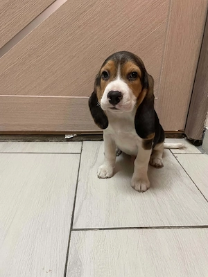 Beagle kisfiú kiskutyák keresik szerető családjukat