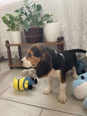 Beagle kisfiú kiskutyák keresik szerető családjukat - kép 4