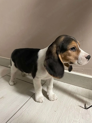 Beagle kisfiú kiskutyák keresik szerető családjukat - kép 3
