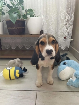 Beagle kisfiú kiskutyák keresik szerető családjukat - kép 5