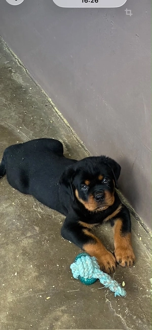 Rottweiler kiskutya