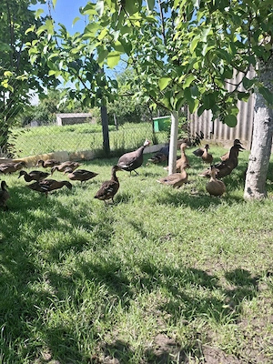 Vadkacsa ( tőkés réce ) növendékek eladók! - kép 2