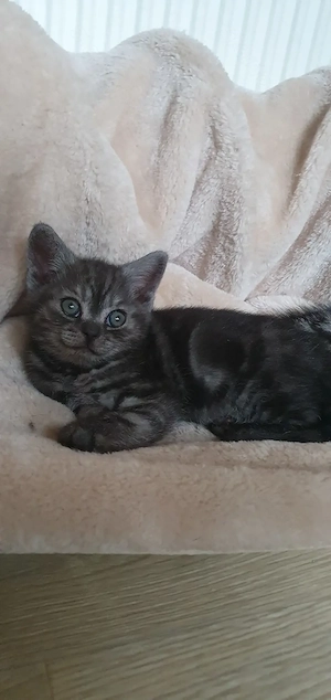 Brit rövidszőrű Tabby cicák  - kép 3