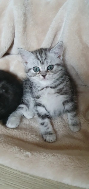 Brit rövidszőrű Tabby cicák  - kép 4