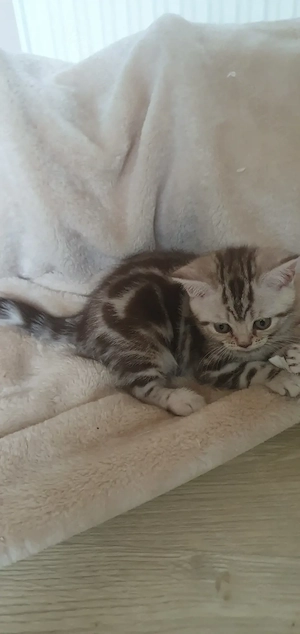 Brit rövidszőrű Tabby cicák 