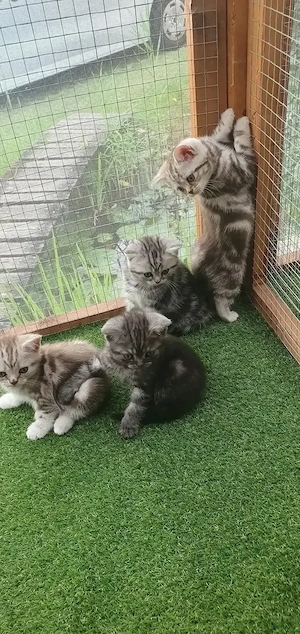 Brit rövidszőrű Tabby cicák  - kép 5