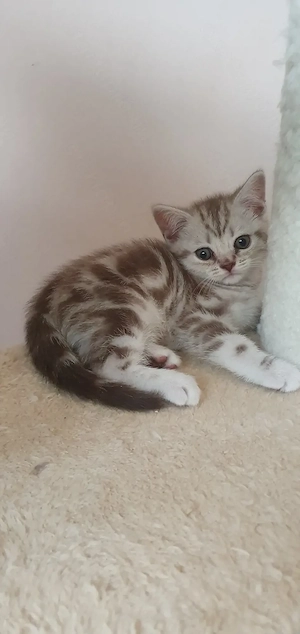 Brit rövidszőrű Tabby cicák  - kép 2
