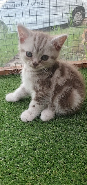 Brit rövidszőrű Tabby cicák  - kép 6