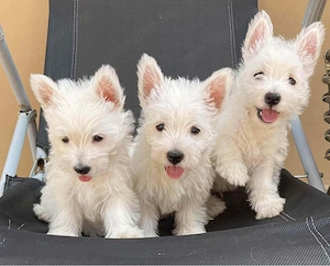 Westie kiskutyák
