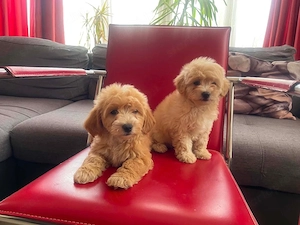 Maltipoo kiskutyák