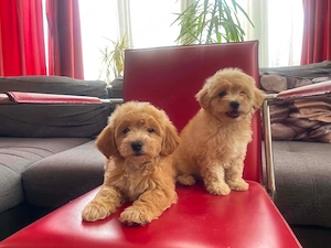 Maltipoo kiskutyák - kép 2
