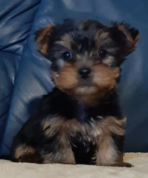 mini yorkshire terrier eladó yorkie  - kép 4