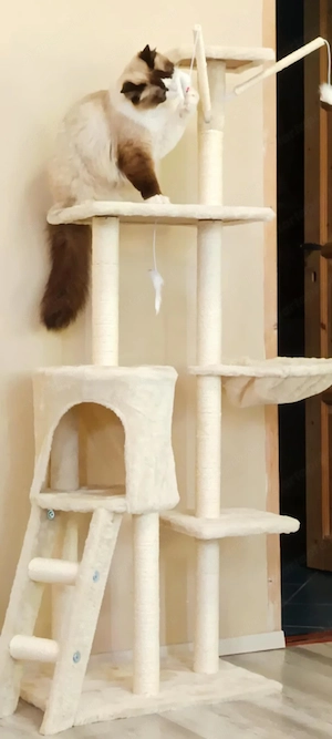 Ivartalanitott Ragdoll cica  - kép 2