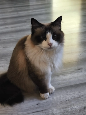 Ivartalanitott Ragdoll cica  - kép 3