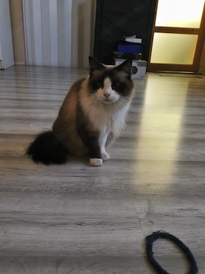 Ivartalanitott Ragdoll cica  - kép 4