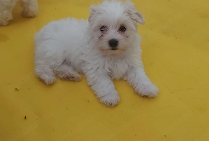8 hetes Bichon Havanese kislány