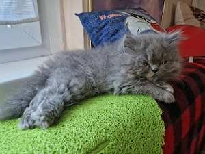 Perzsa cicababák keresik álomgazdijukat - kép 7