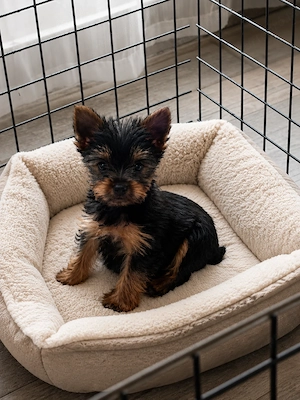 Yorkshire terrier 