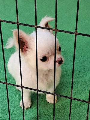 Hosszú szőrű, törzskönyves csivava kisfiúk és egy fehér kislány vár - kép 3