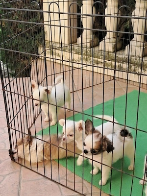 Hosszú szőrű, törzskönyves csivava kisfiúk és egy fehér kislány vár - kép 4