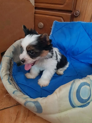Yorki Yorkshire terrier Biewer 2 hónapos kicsi kisfiú  oltva eladó! - kép 2