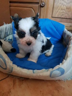 Gyönyörű Biewer Yorki Yorkshire terrier 2 hónapos  kisfiú keresi új szerető családját!