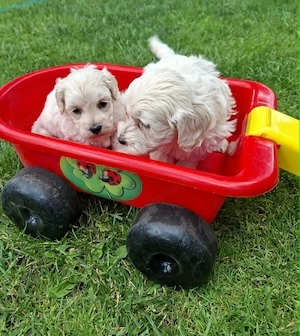 Maltipoo fajtatiszta jellegű kiskutyák foglalhatóak  - kép 2