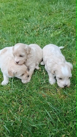 Maltipoo fajtatiszta jellegű kiskutyák foglalhatóak  - kép 6