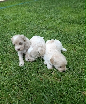 Maltipoo fajtatiszta jellegű kiskutyák foglalhatóak  - kép 5