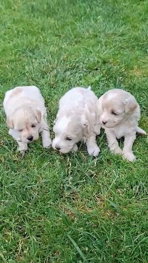 Maltipoo fajtatiszta jellegű kiskutyák foglalhatóak  - kép 7