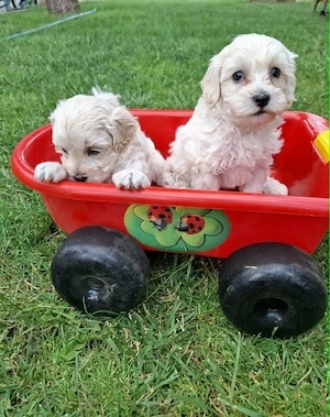Maltipoo fajtatiszta jellegű kiskutyák foglalhatóak  - kép 3